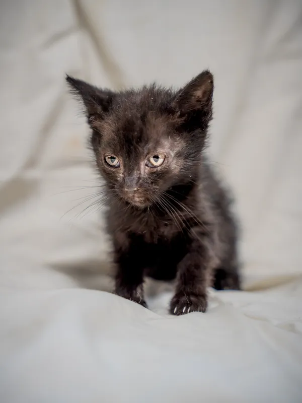 Znaleziono kota, Sosnowiec, 17 lipca 2025 (2/2)