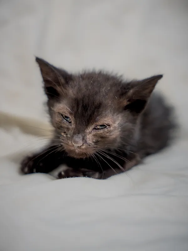 Znaleziono kota, Sosnowiec, 17 lipca 2025 (1/2)