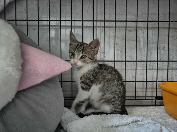 Znaleziono kota, Sosnowiec, 16 lipca 2025