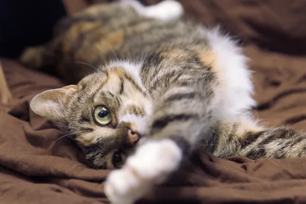 Znaleziono kota, Sosnowiec, 15 lipca 2025 (2/3)