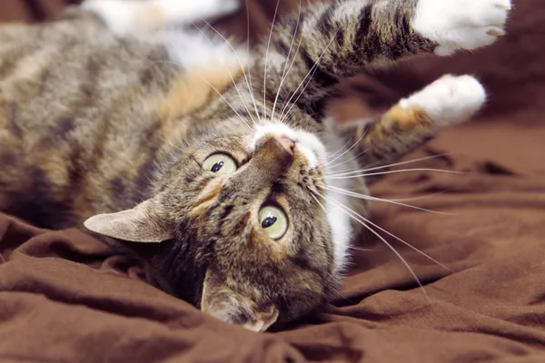 Znaleziono kota, Sosnowiec, 15 lipca 2025 (3/3)