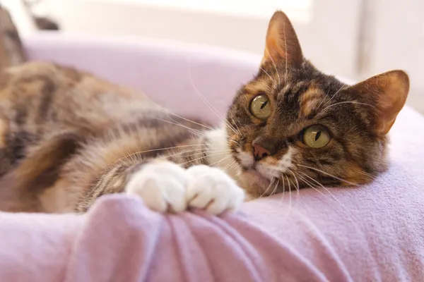 Znaleziono kota, Sosnowiec, 15 lipca 2025 (5/5)