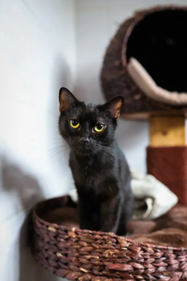 Znaleziono kota, Sosnowiec, 15 lipca 2025 (1/5)