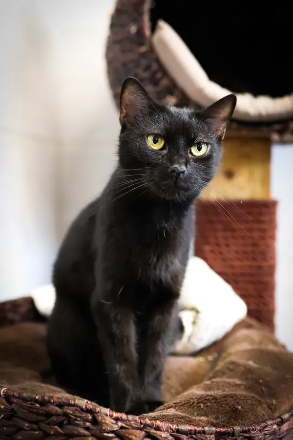 Znaleziono kota, Sosnowiec, 15 lipca 2025 (3/5)