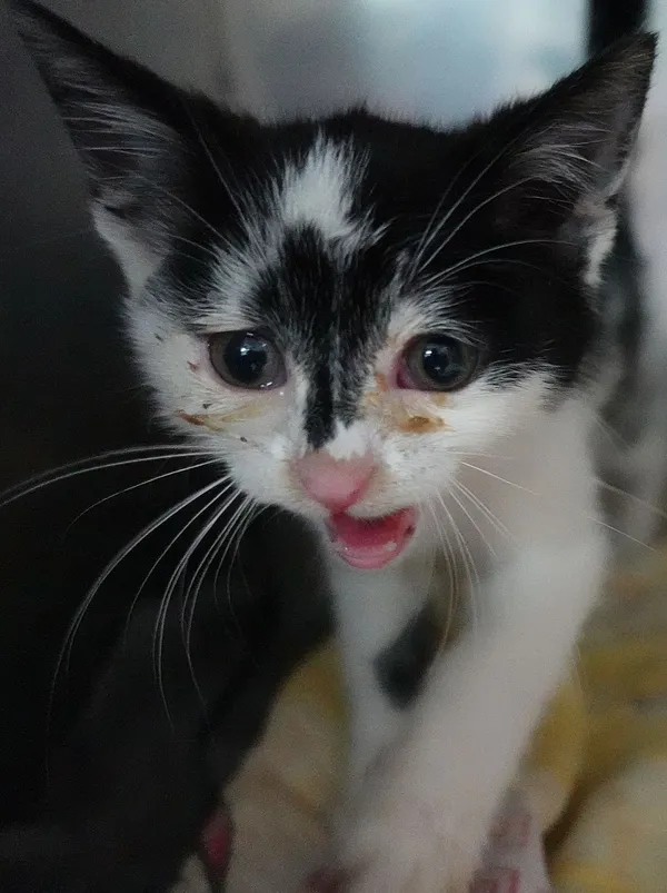 Znaleziono kota, Gdańsk, 20 lipca 2025