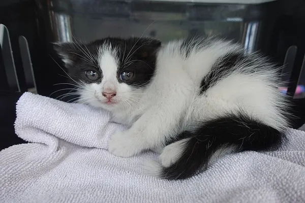 Znaleziono kota, Gdańsk, 18 lipca 2025