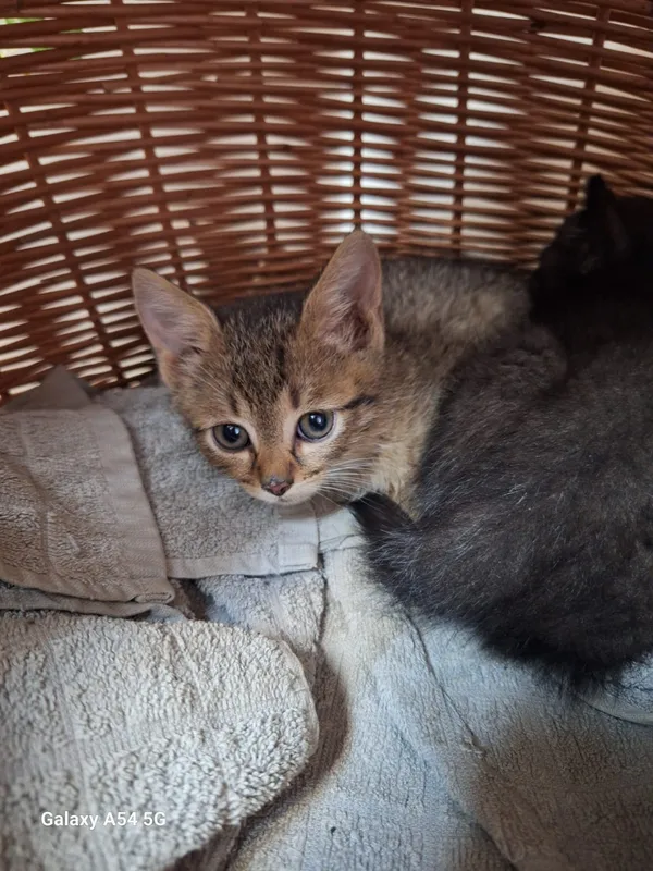 Kot do adopcji, Orzechowce, 19 lipca 2025 (1/2)