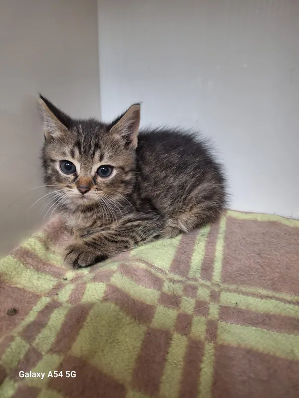 Kot do adopcji, Orzechowce, 19 lipca 2025