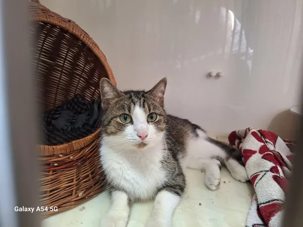 Kot do adopcji, Orzechowce, 18 lipca 2025 (2/2)