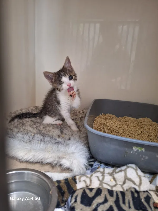 Kot do adopcji, Orzechowce, 18 lipca 2025 (2/4)