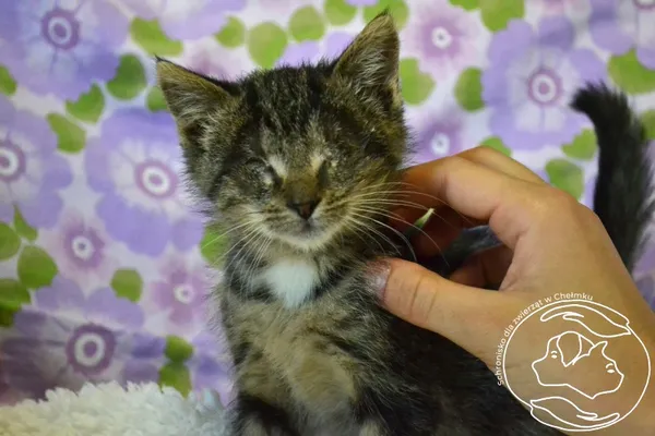 Kot do adopcji, Chełmek, 11 czerwca 2025