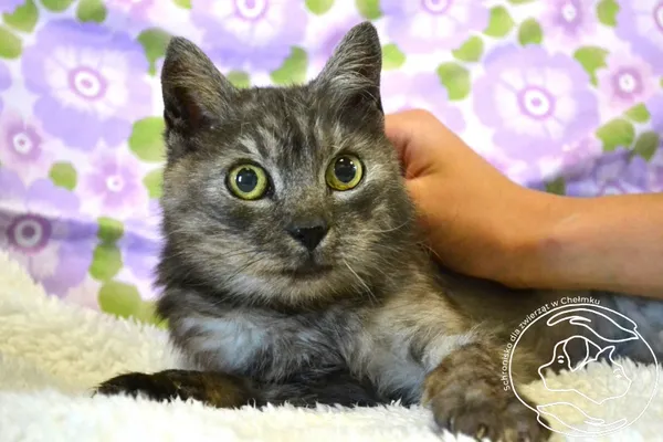 Kot do adopcji, Chełmek, 24 czerwca 2025