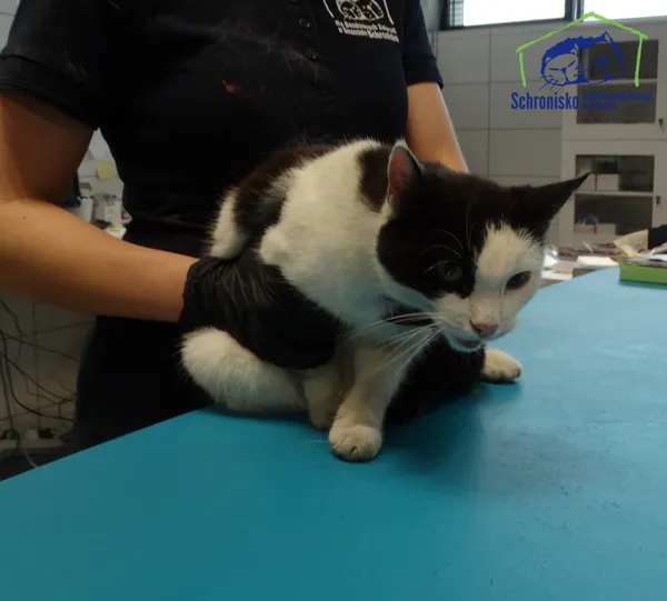 Znaleziono kota, Szczecin, 21 lipca 2025