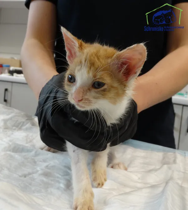 Znaleziono kota, Szczecin, 21 lipca 2025