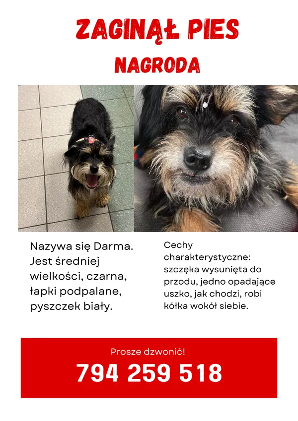 Zaginął pies, Ponikwa, 21 lipca 2025 (1/4)