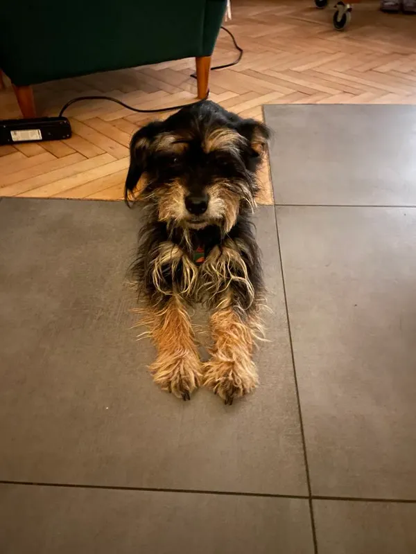 Zaginął pies, Ponikwa, 21 lipca 2025 (3/4)