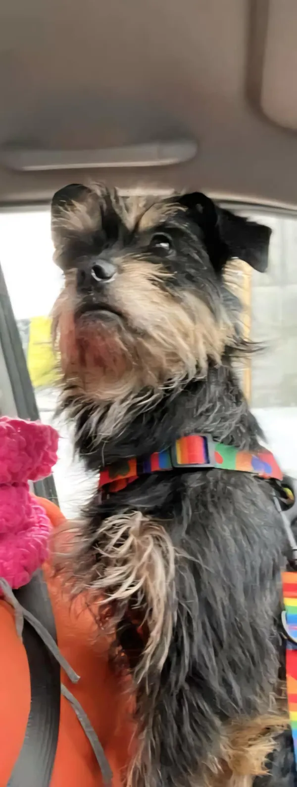 Zaginął pies, Ponikwa, 21 lipca 2025 (4/4)