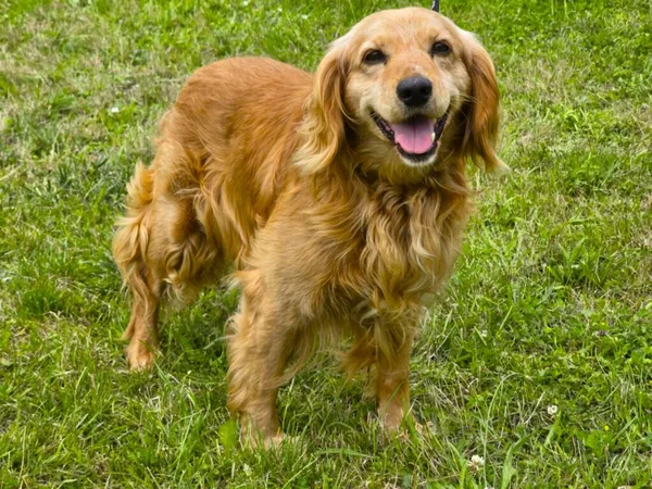 Pies do adopcji, Ropczyce, 21 lipca 2025