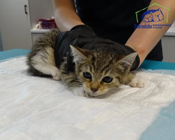 Kot do adopcji, Szczecin, 19 lipca 2025 (2/2)