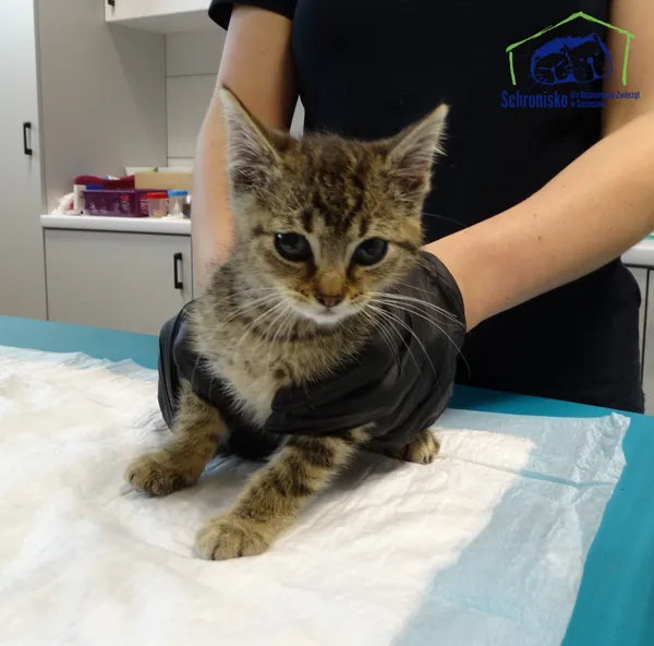 Kot do adopcji, Szczecin, 19 lipca 2025 (3/3)