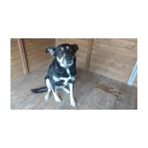 Znaleziono psa, Białystok, 19 lipca 2025