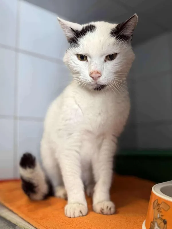 Znaleziono kota, Lublin, 20 lipca 2025