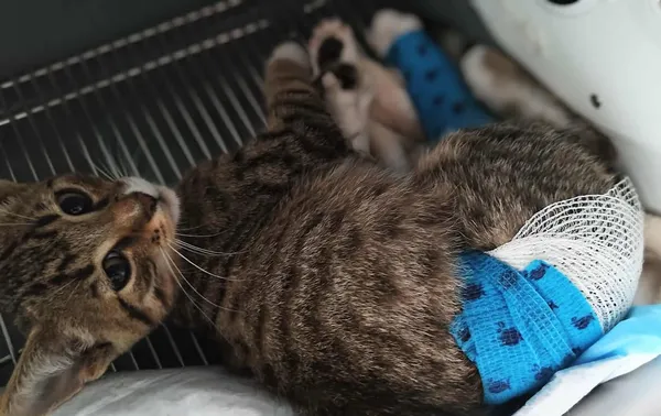 Znaleziono kota, Lublin, 21 lipca 2025