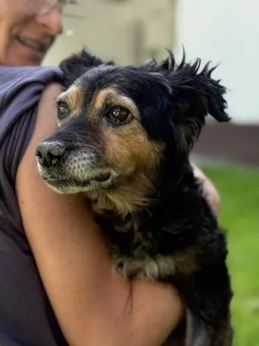 Pies do adopcji, Kraków, 7 lipca 2025 (1/5)