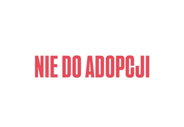 Pies do adopcji, Kraków, 7 lipca 2025