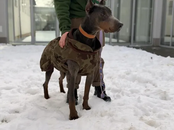 Pies do adopcji, Kraków, 7 lipca 2025 (1/5)