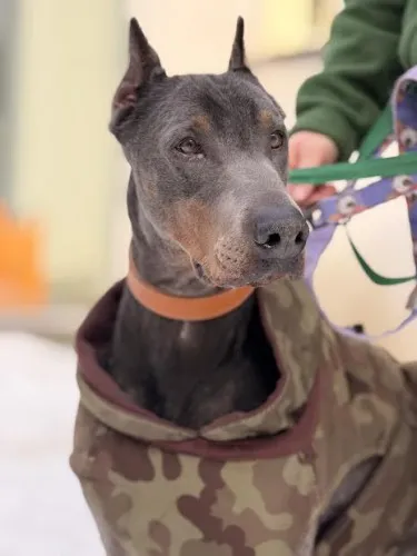 Pies do adopcji, Kraków, 7 lipca 2025 (2/5)