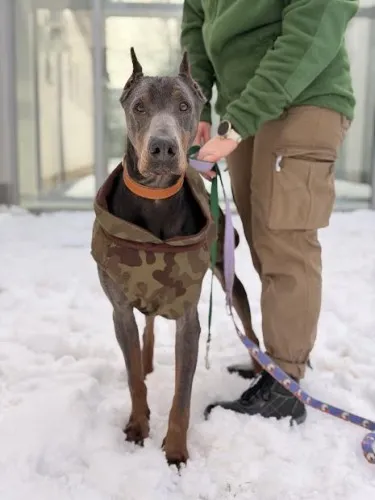 Pies do adopcji, Kraków, 7 lipca 2025 (3/5)