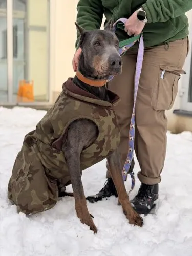 Pies do adopcji, Kraków, 7 lipca 2025 (4/5)