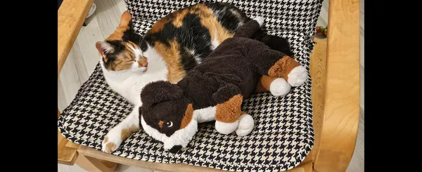 Zaginął kot, Głogowo, 22 lipca 2025 (2/2)