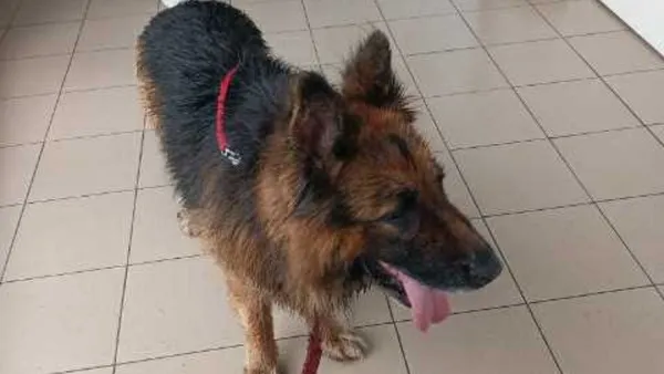 Znaleziono psa, Tatary, 19 lipca 2025