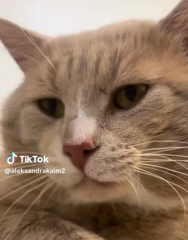 Kot do adopcji, Radom, 22 lipca 2025