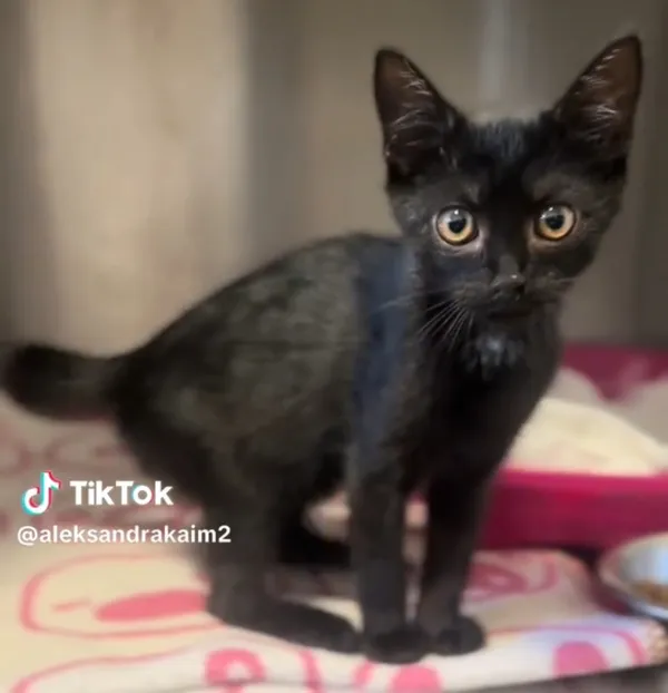 Kot do adopcji, Radom, 5 września 2025