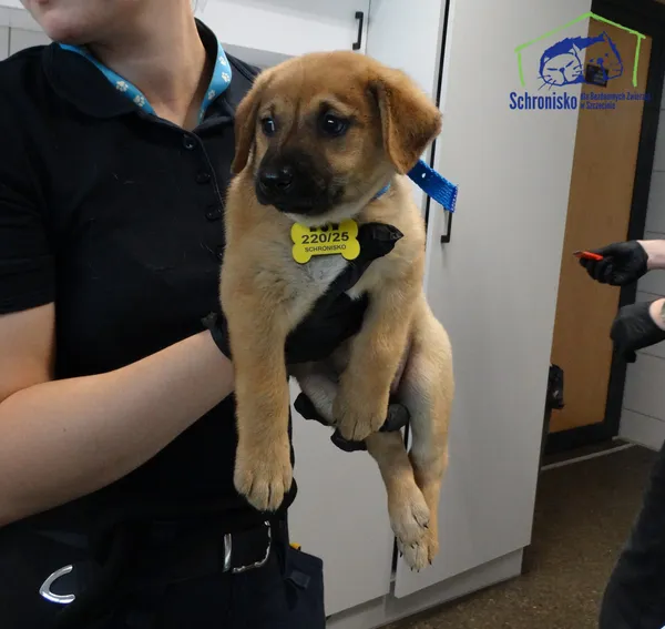 Pies do adopcji, Szczecin, 21 lipca 2025