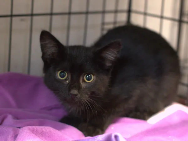 Znaleziono kota, Sosnowiec, 9 lipca 2025 (1/3)