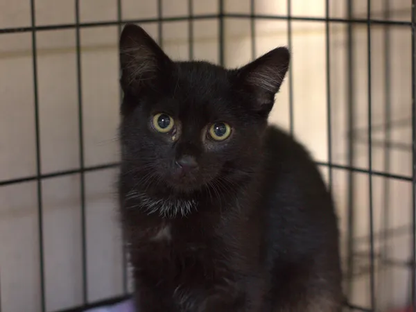 Znaleziono kota, Sosnowiec, 9 lipca 2025 (2/3)