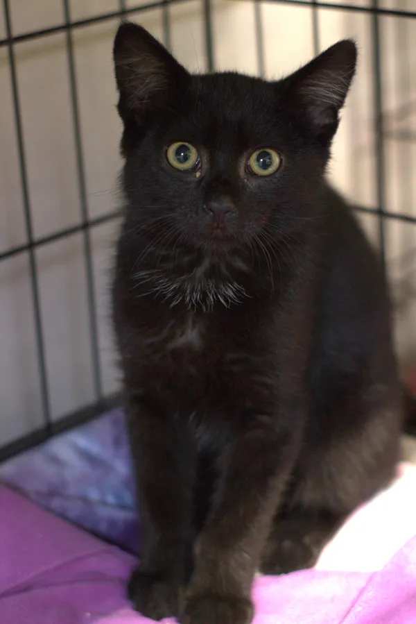 Znaleziono kota, Sosnowiec, 9 lipca 2025 (3/3)