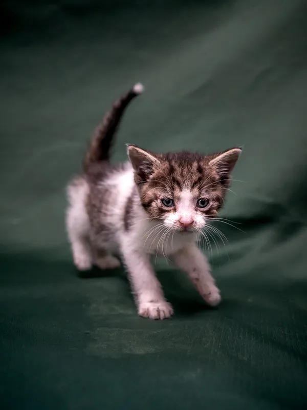 Znaleziono kota, Sosnowiec, 18 lipca 2025 (1/5)