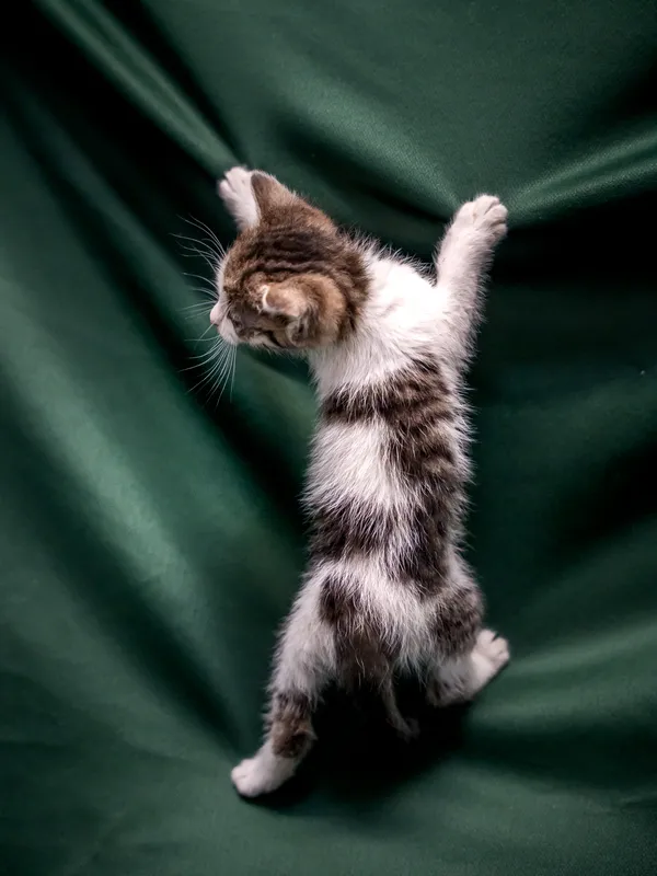 Znaleziono kota, Sosnowiec, 18 lipca 2025 (1/2)