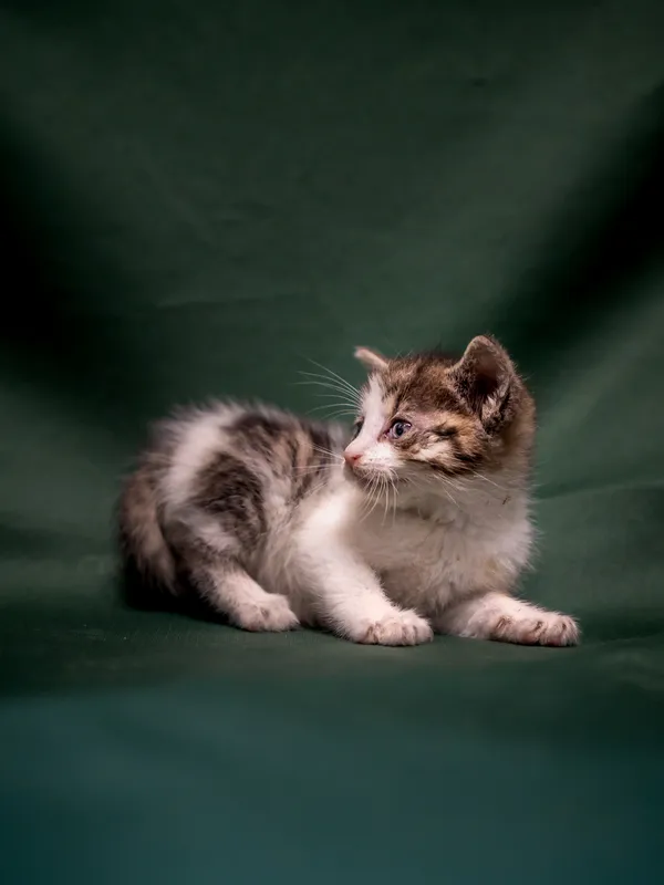 Znaleziono kota, Sosnowiec, 18 lipca 2025 (2/2)