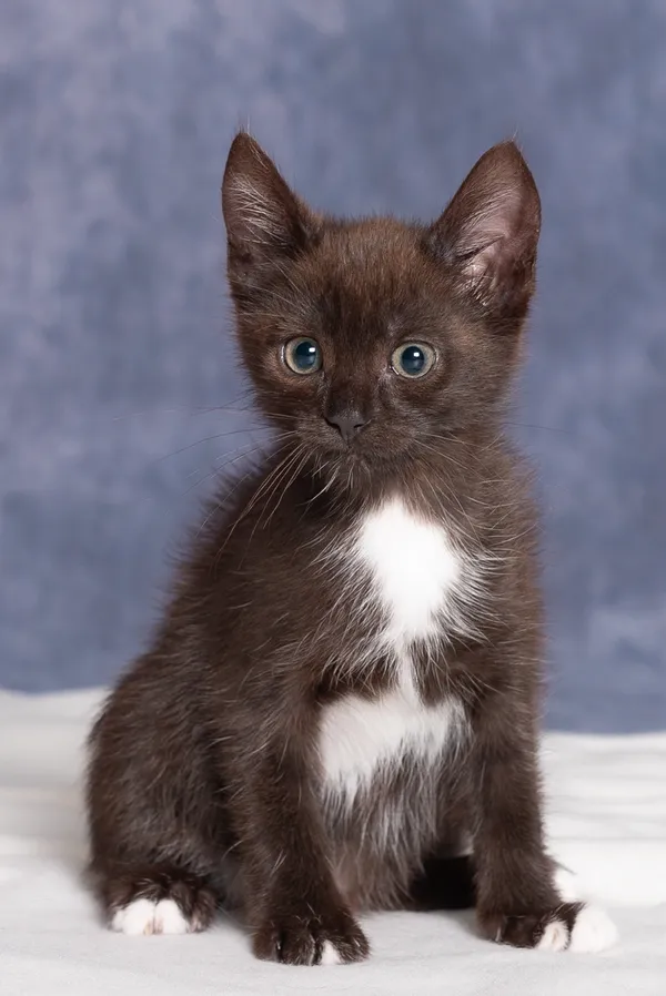 Kot do adopcji, Gdańsk, 22 lipca 2025