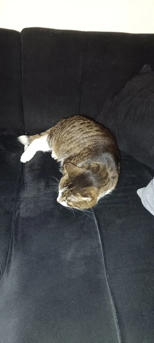 Zaginął kot, Odoje, 22 lipca 2025 (3/3)