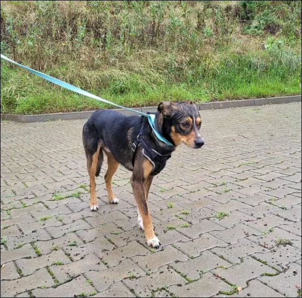 Znaleziono psa, Grudziądz, 22 lipca 2025