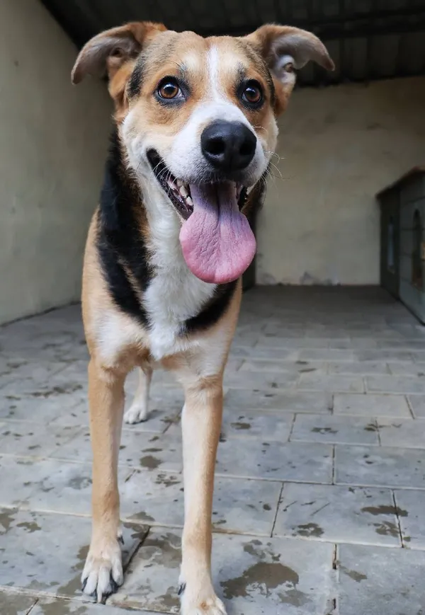 Znaleziono psa, Łódź, 22 lipca 2025 (1/5)