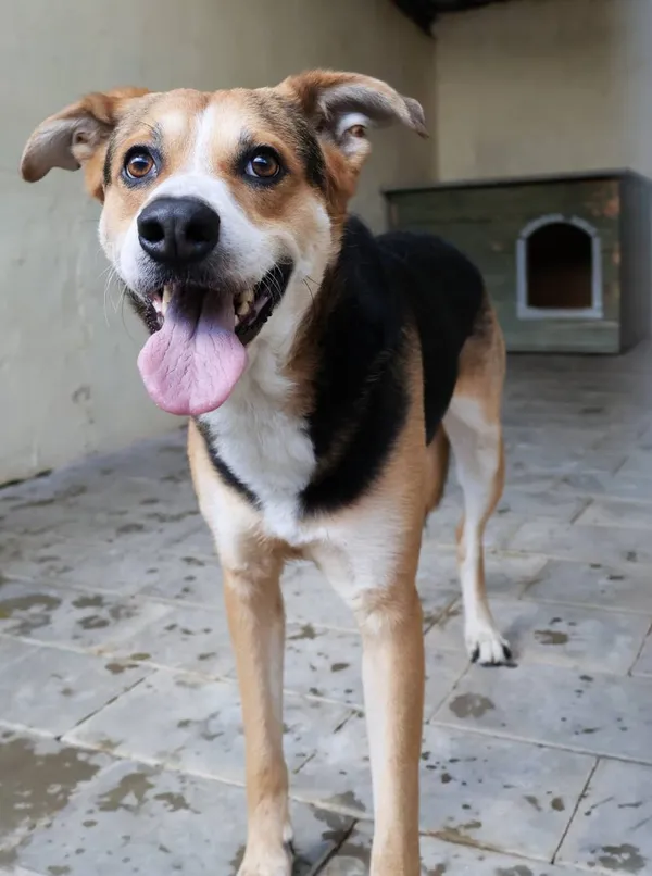 Znaleziono psa, Łódź, 22 lipca 2025 (2/5)