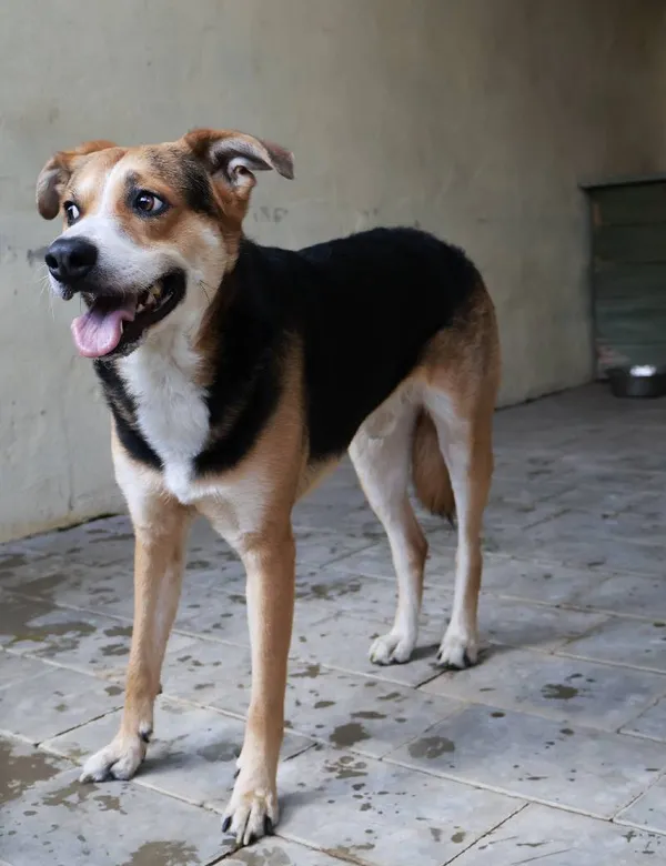 Znaleziono psa, Łódź, 22 lipca 2025 (3/5)